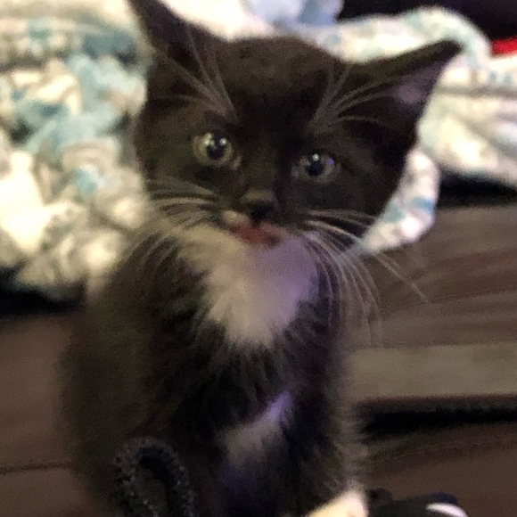 Meet your Posher, Emily - Picture 3 of 3